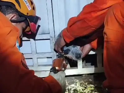 Bombeiros resgatam cachorro com a cabeça presa em portão no Maria Leite