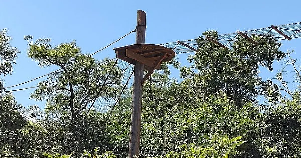 Programa Estrada Viva salva animais silvestres de atropelamentos em Mato Grosso do Sul