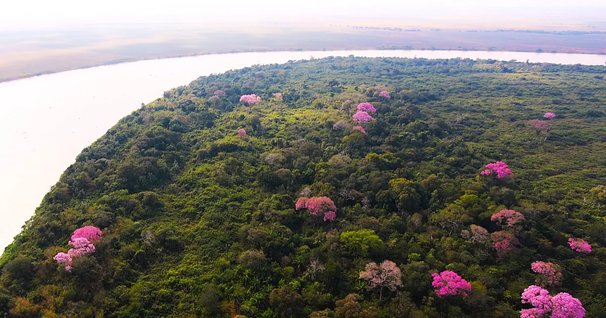 Apesar dos danos, Pantanal de MS segue resistente, exuberante e cheio de vida