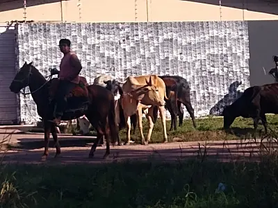 Moradores de Ladário denunciam bovinos soltos no bairro Santo Antônio