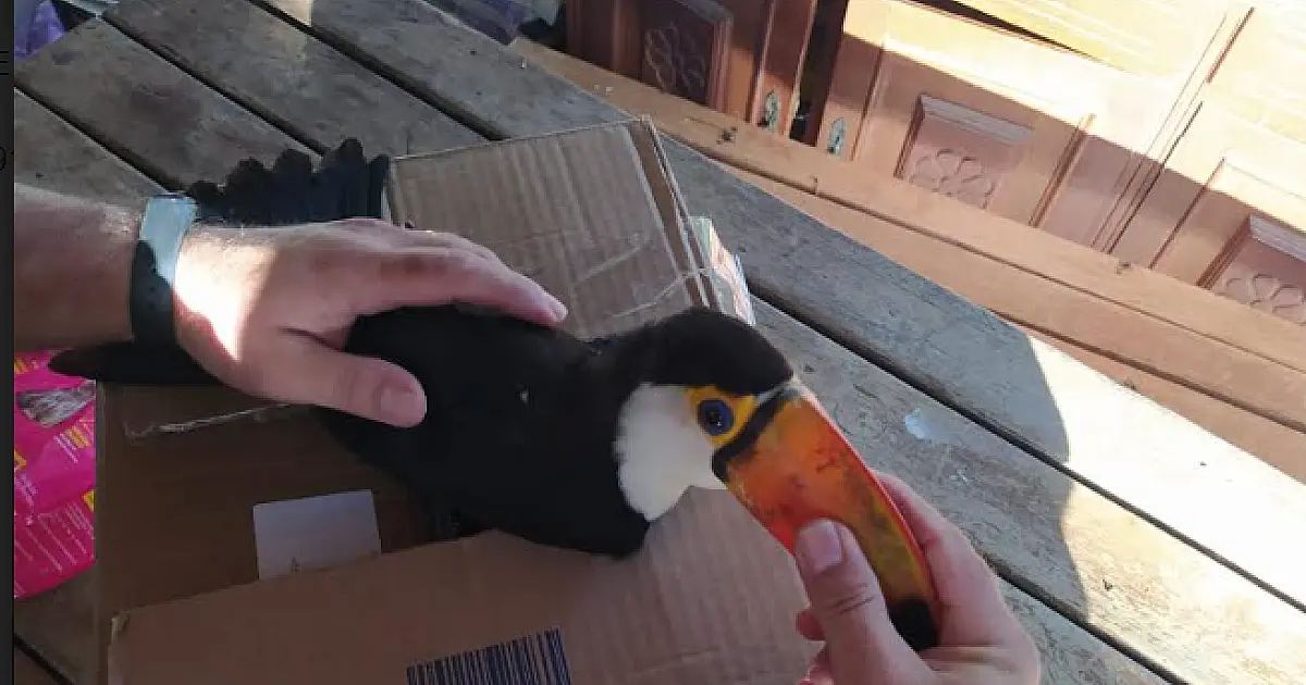 Tucano ferido é resgatado na área central de Corumbá