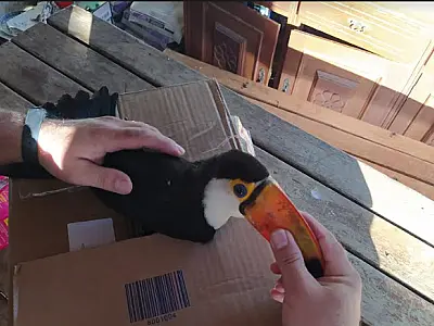 Tucano ferido é resgatado na área central de Corumbá