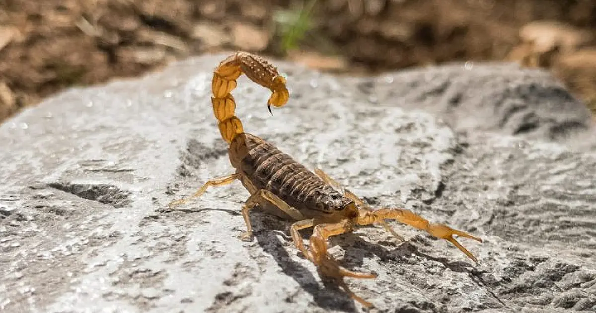 Temperaturas altas favorecem casos de acidentes com escorpiões em MS