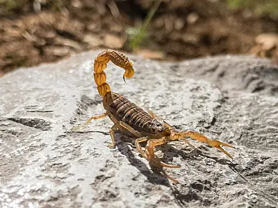 Temperaturas altas favorecem casos de acidentes com escorpiões em MS