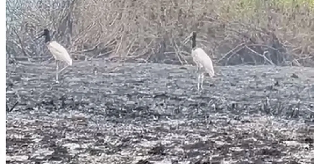 Incêndios florestais ameaça período reprodutivo das aves no Pantanal