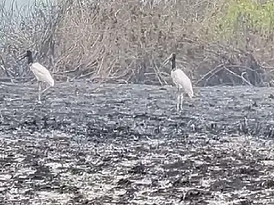 Incêndios florestais ameaça período reprodutivo das aves no Pantanal