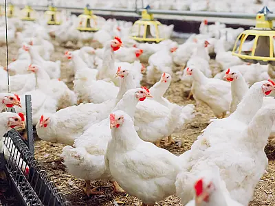 Custos de produção de frangos de corte e de suínos recuam em novembro