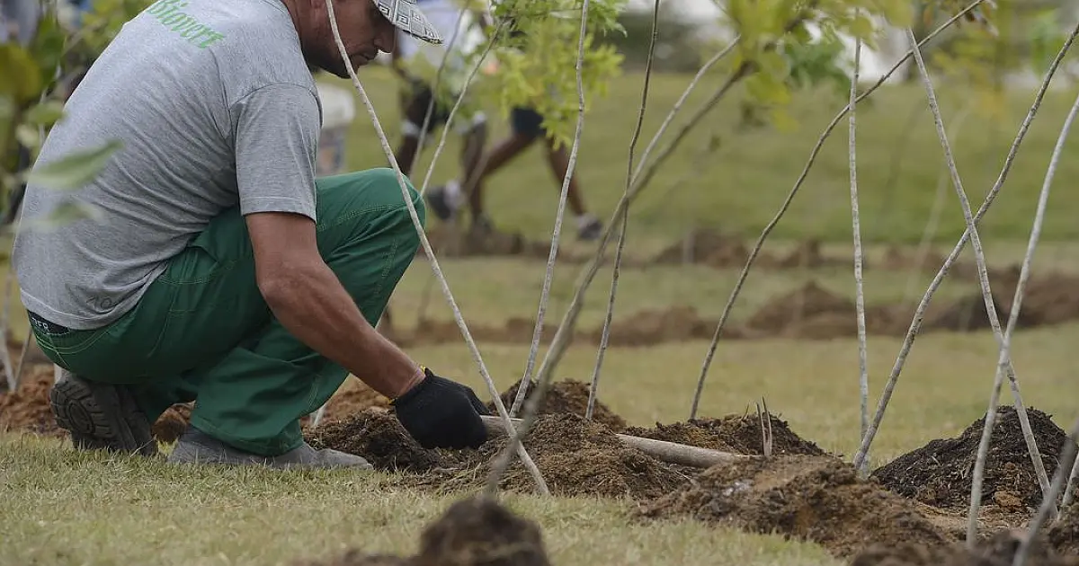Dia da Árvore: projeto ajuda a reflorestar o bioma a Caatinga