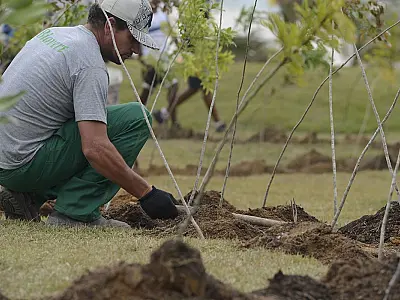 Dia da Árvore: projeto ajuda a reflorestar o bioma a Caatinga