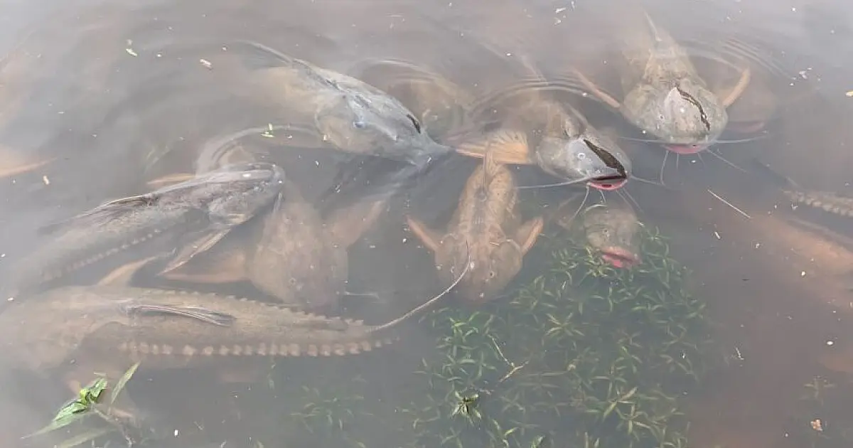Decoada no Pantanal é registrada de forma diferente ao longo do rio Paraguai e tributários