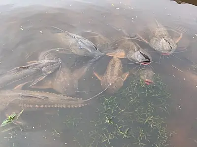 Decoada no Pantanal é registrada de forma diferente ao longo do rio Paraguai e tributários