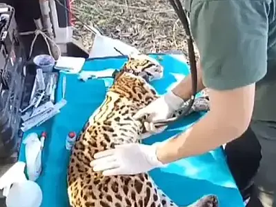 Fogo atinge área de projeto que monitora jaguatiricas no Pantanal