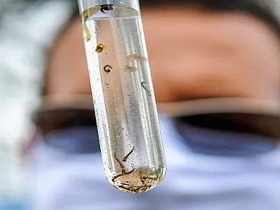 MS registra 15.901 casos confirmados de dengue