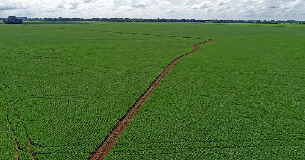 Termina nesta segunda-feira (10), prazo para registro da área plantada com soja em MS