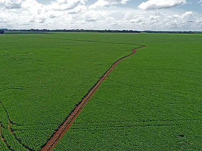 Termina nesta segunda-feira (10), prazo para registro da área plantada com soja em MS