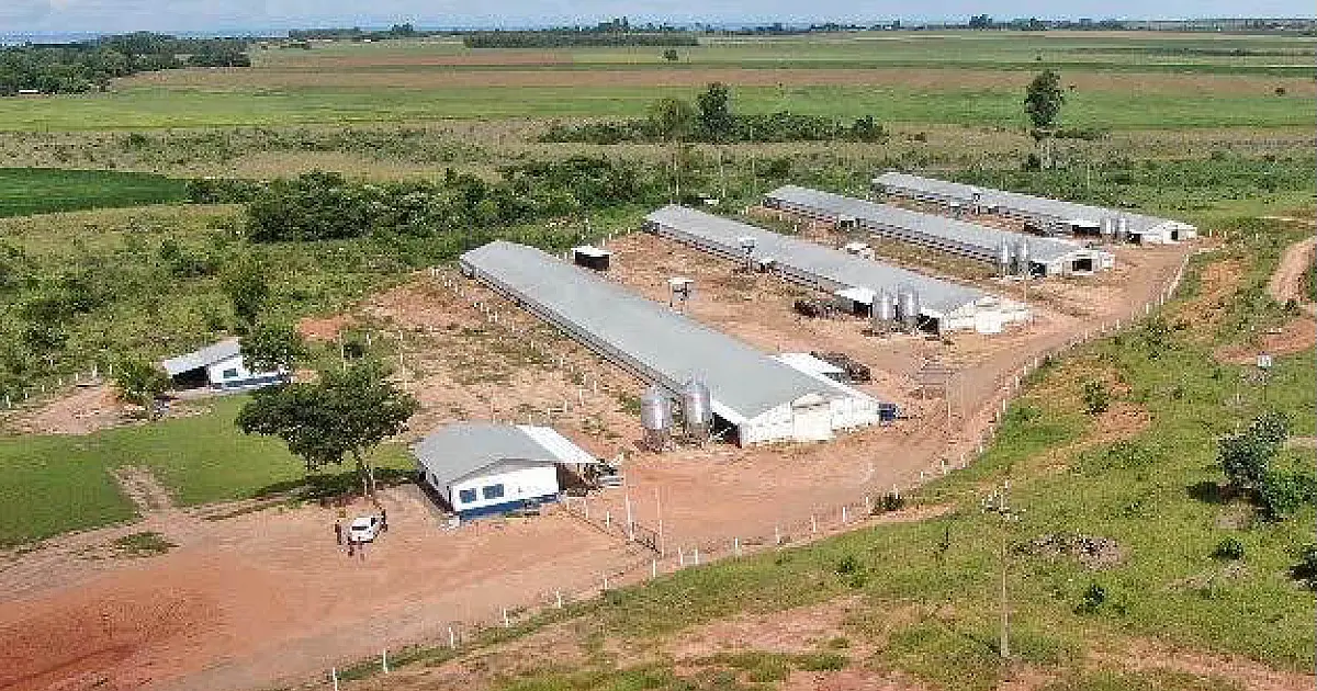 Incentivo a avicultura de MS garante mais de R$ 35 milhões aos produtores