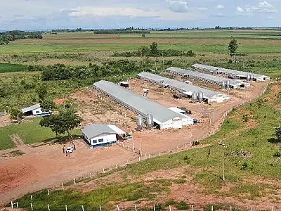 Incentivo a avicultura de MS garante mais de R$ 35 milhões aos produtores