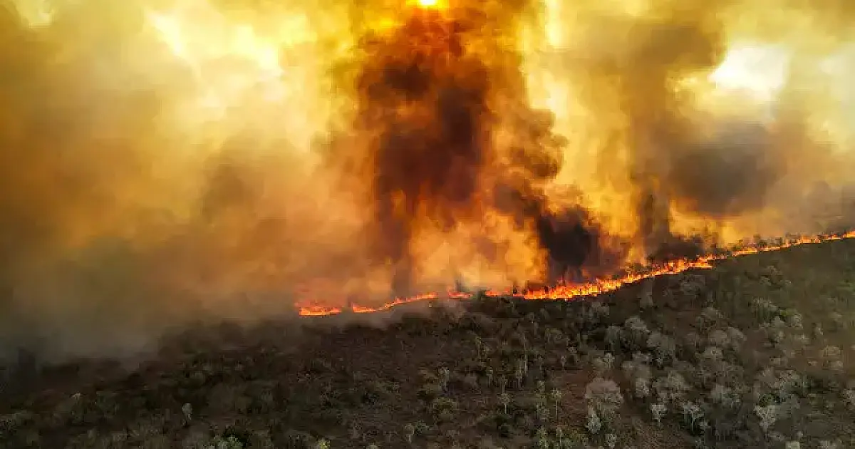 Repórter de guerra escolhe documentar fogo no Pantanal e mostrar outra tragédia