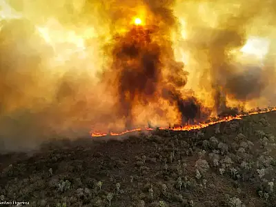 Repórter de guerra escolhe documentar fogo no Pantanal e mostrar outra tragédia