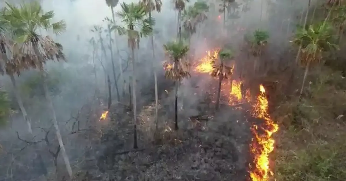 Incêndios florestais caem 95%, mas estiagem deve aumentar focos em Mato Grosso do Sul