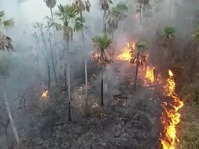 Incêndios florestais caem 95%, mas estiagem deve aumentar focos em Mato Grosso do Sul
