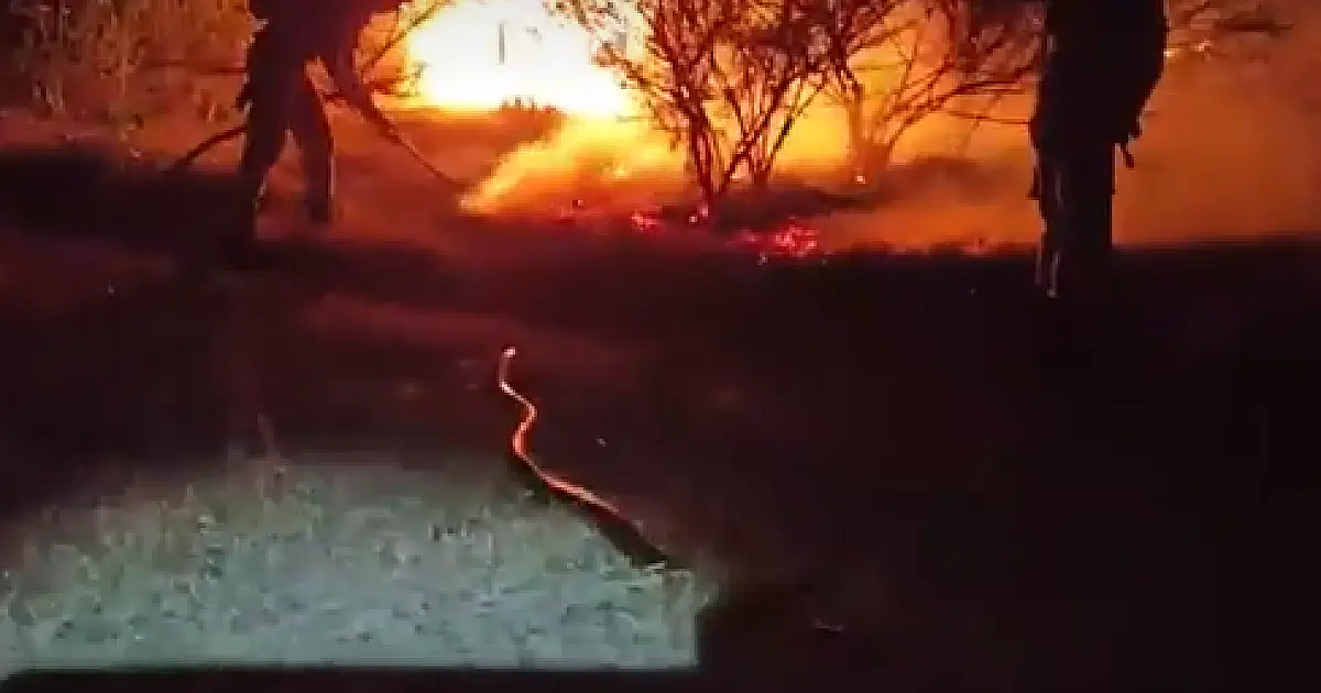 Bombeiros salvam sucuri de incêndio no Pantanal
