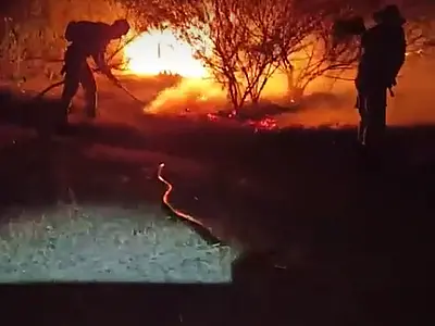 Bombeiros salvam sucuri de incêndio no Pantanal