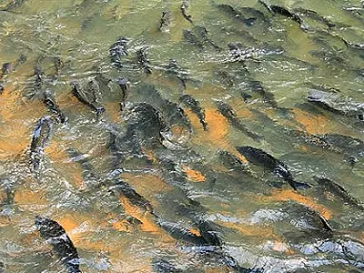 Estudo alerta que berço dos peixes do Pantanal está nas cabeceiras
