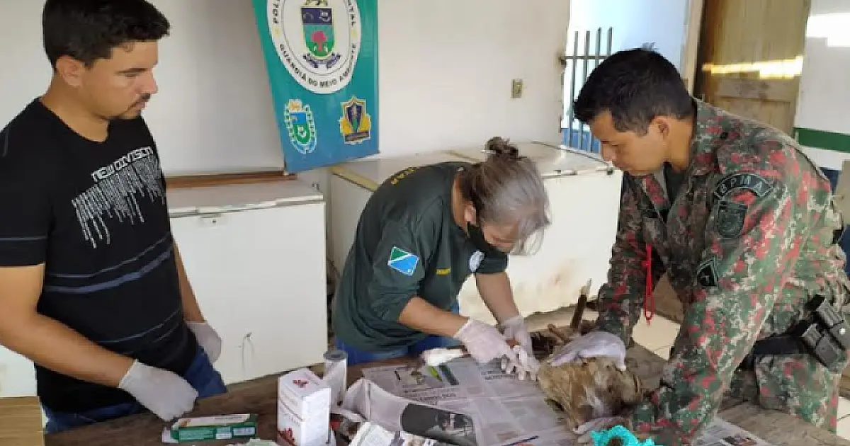Ave Seriema é recuperada com perna quebrada