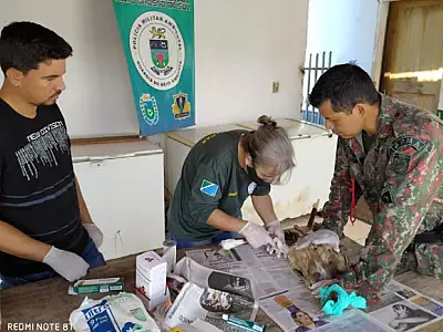 Ave Seriema é recuperada com perna quebrada