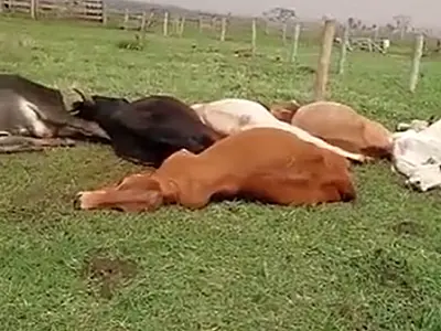 Tempestade derruba fios elétricos e 51 animais morrem eletrocutados em fazenda