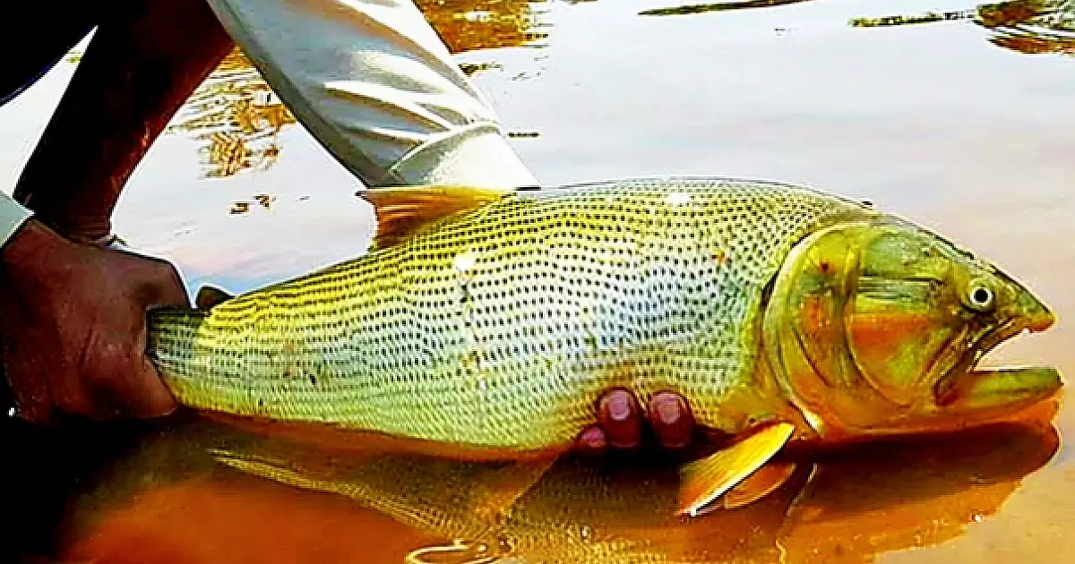 Vereador Elinho pede apoio de autoridades para prorrogar proibição da pesca do Dourado