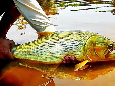 Vereador Elinho pede apoio de autoridades para prorrogar proibição da pesca do Dourado