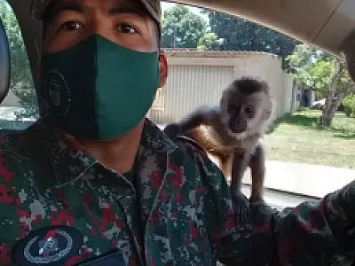 Confusão na apreensão de macaco prego no bairro Aeroporto