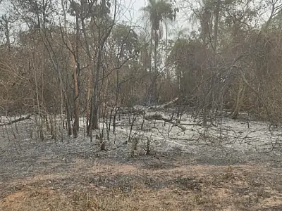 Fazendeiro é multado em R$ 2 mil por incendiar vegetação