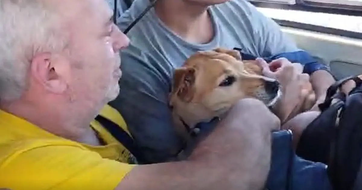 Crianças, idosos e até cão caramelo são resgatados em helicóptero de MS