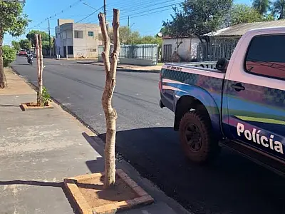 Homem é multado por poda radical de árvores em frente seu comércio