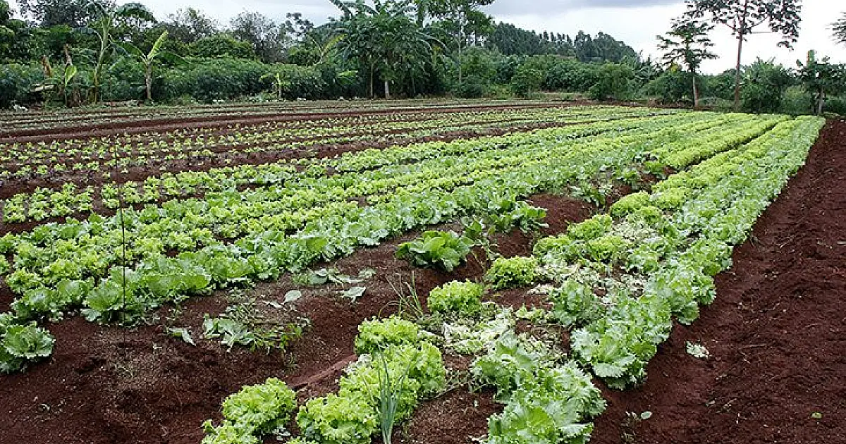 Corumbá e Ladário têm R$ 300 mil previstos para compra de alimentos da agricultura familiar