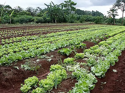 Corumbá e Ladário têm R$ 300 mil previstos para compra de alimentos da agricultura familiar