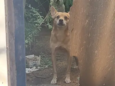 Cães são resgatados em casa abandonada após morte de morador