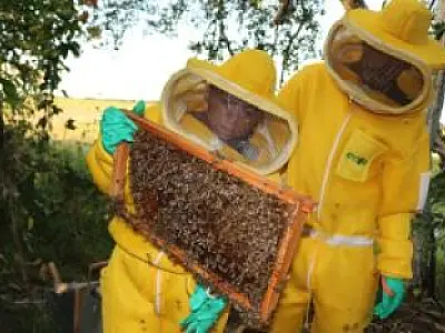 Mel do Pantanal volta a ser produzido depois dos impactos dos incêndios