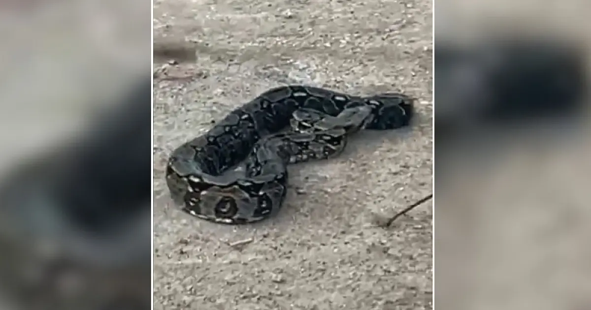 Jiboia de 2 metros é capturada em árvore de Ladário