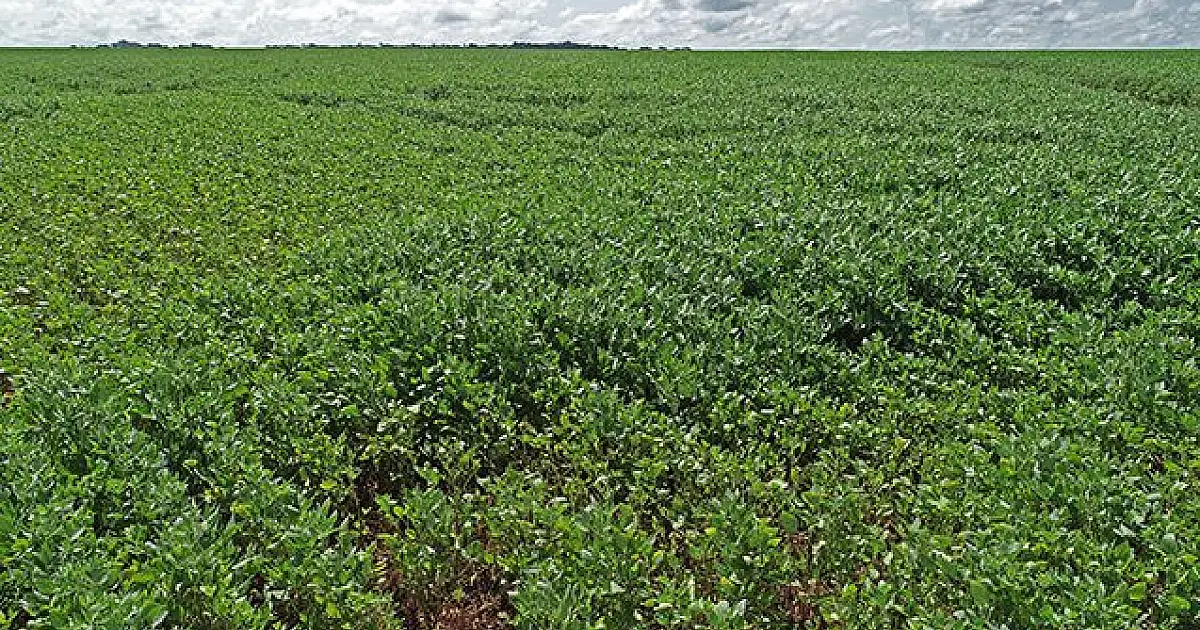 Se o tempo ajudar, MS terá nova supersafra de soja