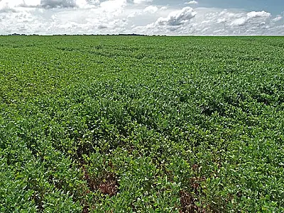 Se o tempo ajudar, MS terá nova supersafra de soja