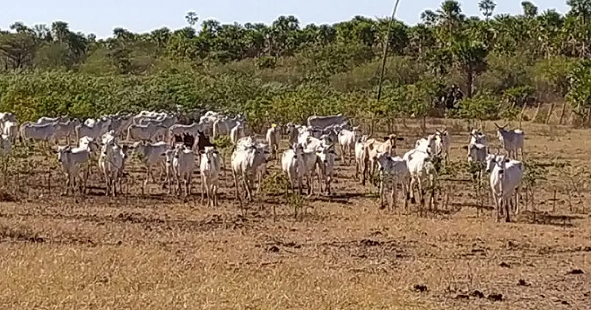Dono de fazenda é multado em R$ 29 mil por trânsito ilegal de gado