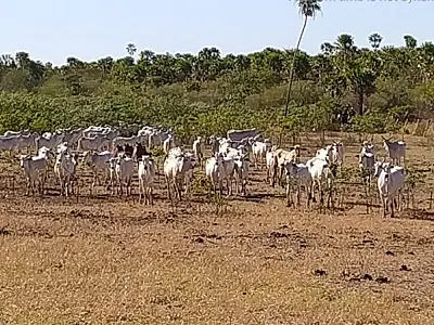 Dono de fazenda é multado em R$ 29 mil por trânsito ilegal de gado