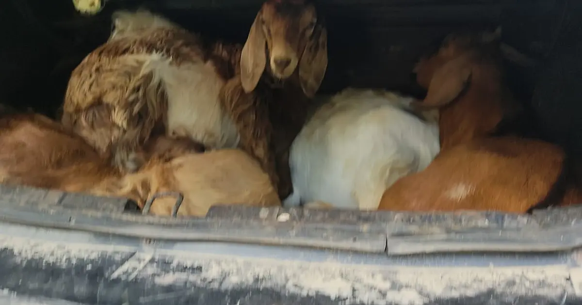 Cabritos recuperados são entregues ao verdadeiro dono