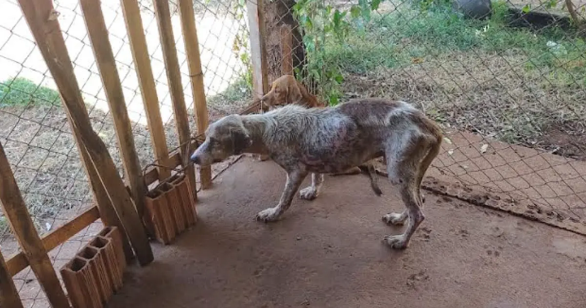 Multas por maus tratos a animais somou R$ 656 mil reais em 2021