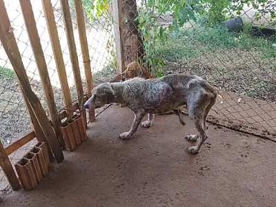 Multas por maus tratos a animais somou R$ 656 mil reais em 2021