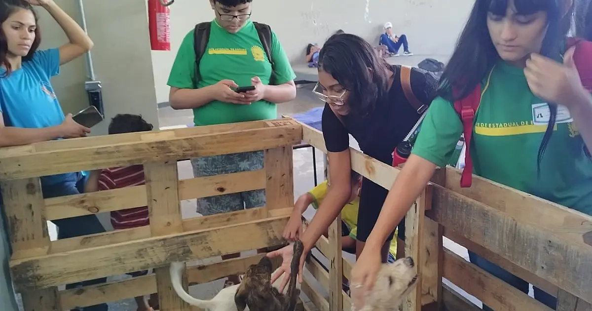 Feira de Adoção Animal da Escola Júlia Gonçalves sensibiliza comunidade pela guarda responsável